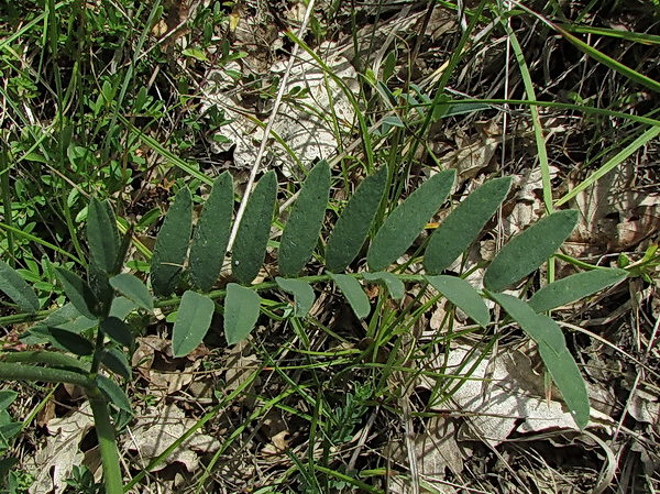 Onobrychis arenaria 4.jpg