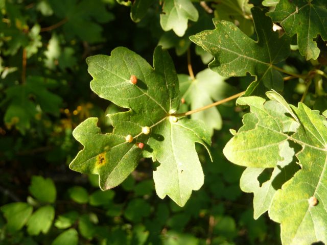 Aceria macrochelaus (Nalepa, 1891)/acericampestris (Nalepa, 1891) su Acer campestre L.