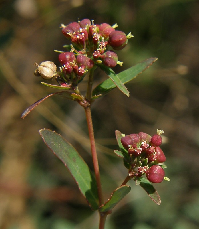 Euphorbia nutans (31974)