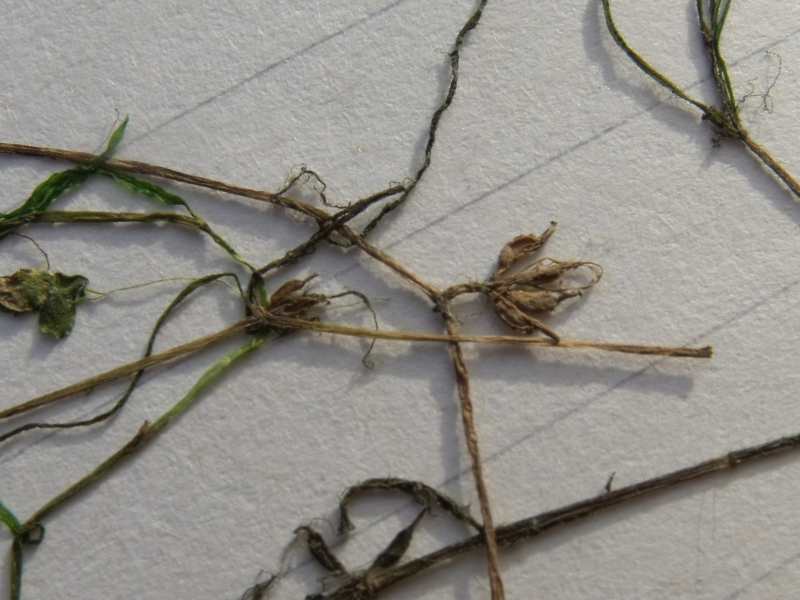 <i>Zannichellia pedunculata</i> Rchb.
