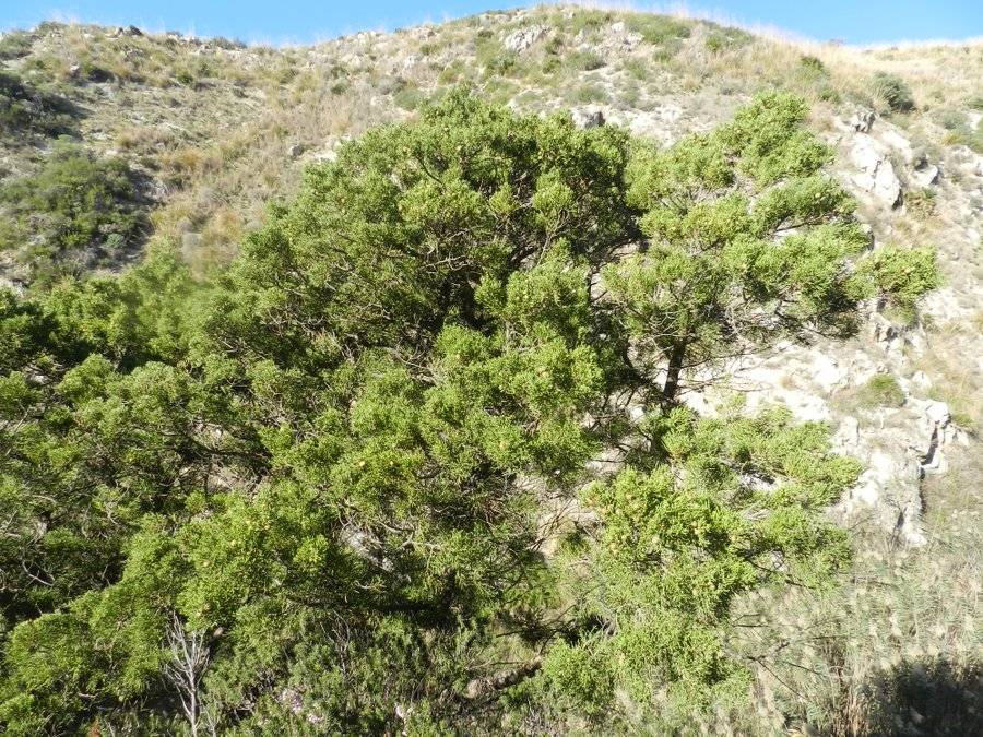 08b -Juniperus phoenicea subsp. turbinata - Torre Salsa - 12-12-2014 10-32-39.JPG