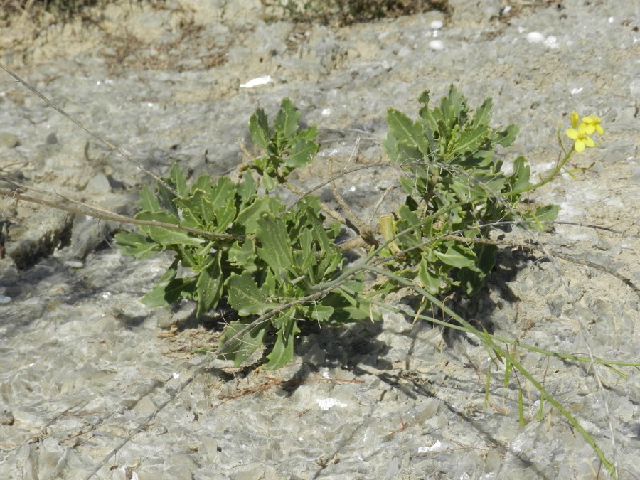 33-Diplotaxis harra subsp. crassifolia - Torre Salsa - 12-12-2014 12-30-40.JPG
