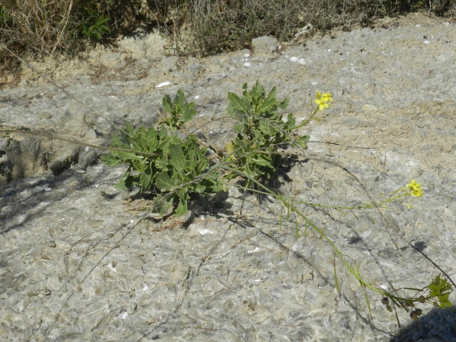Diplotaxis harra subsp. crassifolia - Torre Salsa - 12-12-2014 12-30-34.JPG