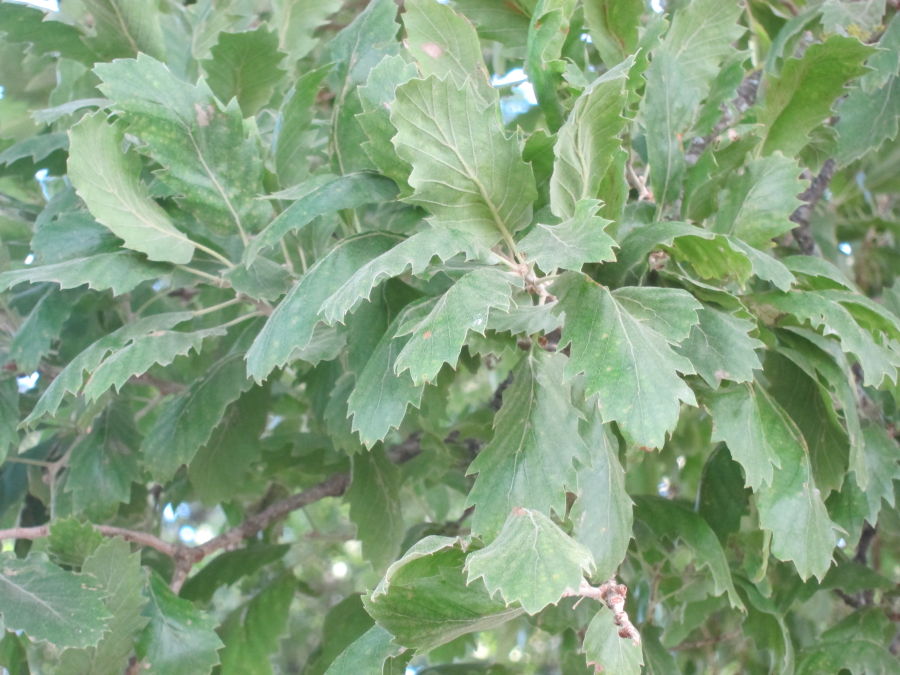 <i>Quercus ithaburensis</i> Decne. subsp. <i>macrolepis</i> (Kotschy) Hedge & Yalt.