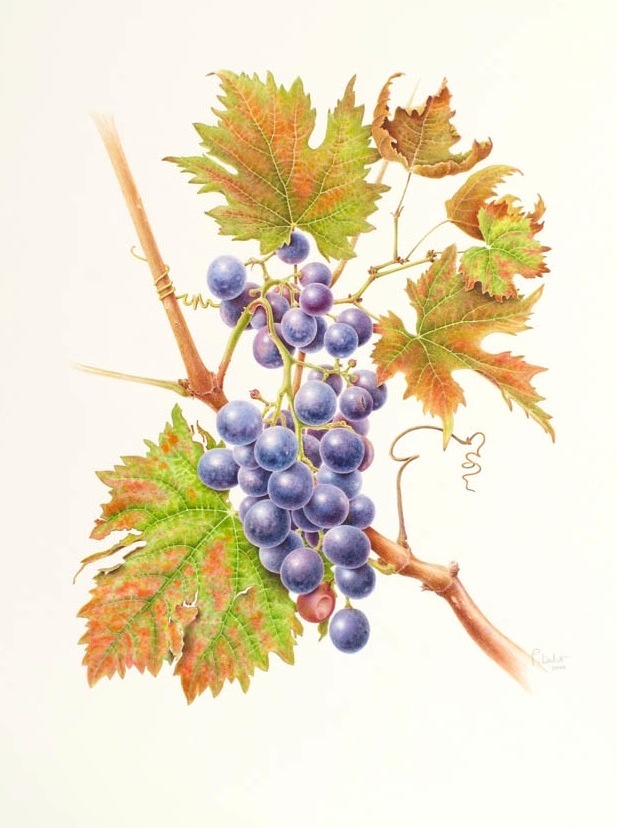 Vitis vinifera (Var. Merlot)