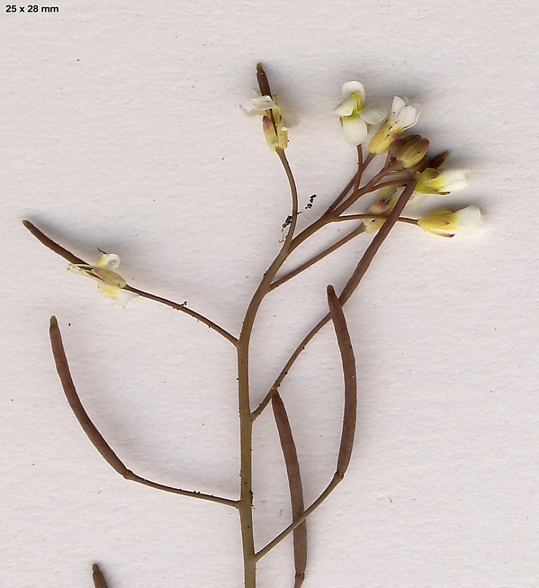Arabidopsis-thaliana-S-07-1c-ER.jpg