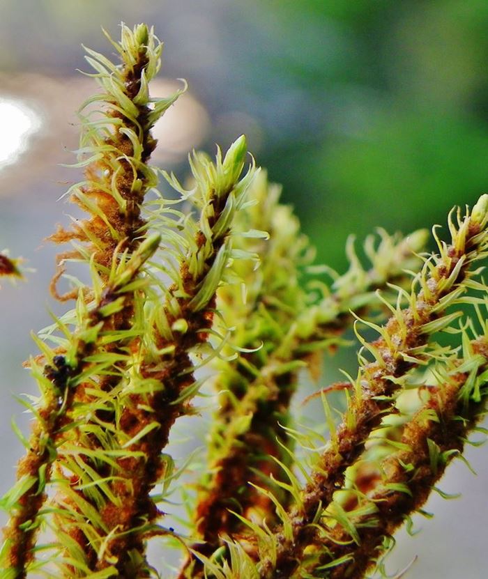Aulacomniaceae: Aulacomnium palustre (Hedw.) Swaegr. (Bryophyta)
