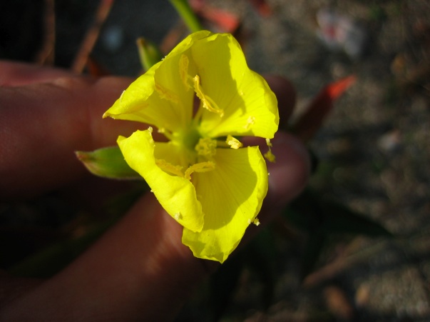 Oenothera chicagoensis 4.jpg