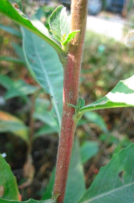 oenothera suaveolens 2.jpg