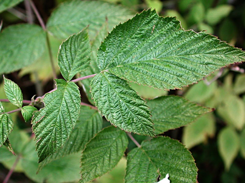 Rubus-idaeus5530.jpg