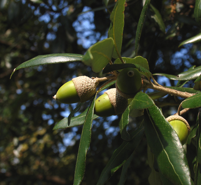 Quercus ilex (4).jpg