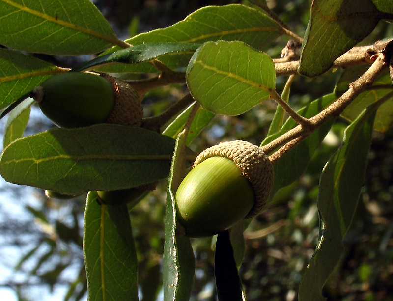 Quercus ilex (3).jpg