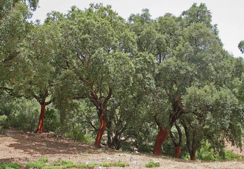 Quercus suber (33868)