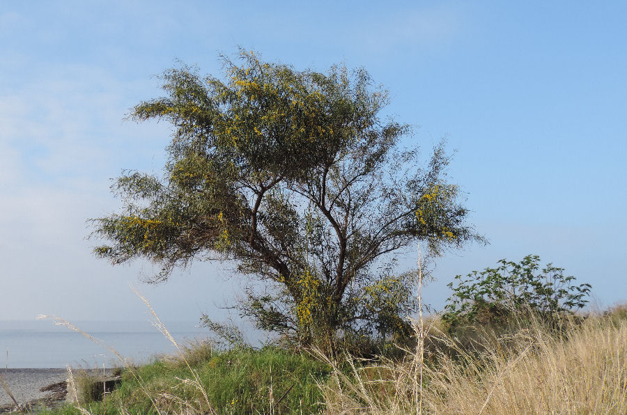 Acacia saligna 2015416_004.jpg