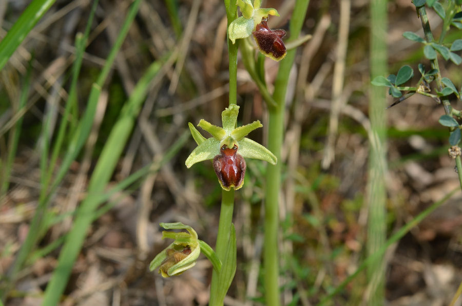 Ophrys sphegodes 2015416m308.jpg