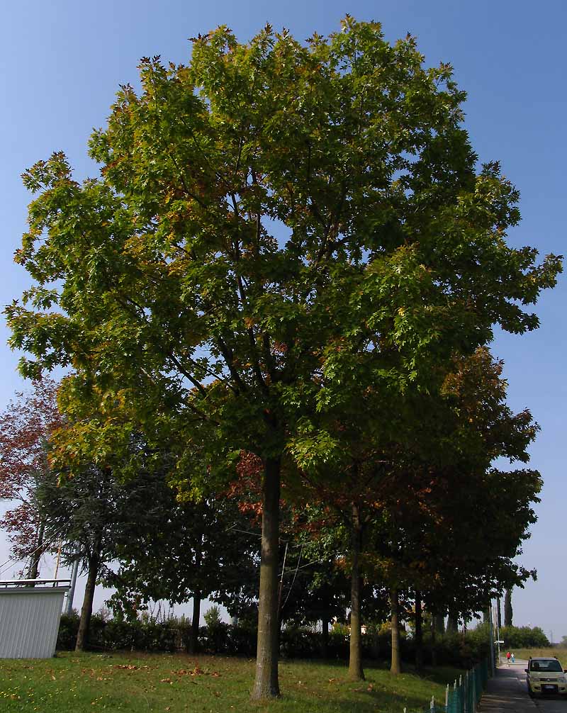 Quercus rubra (34209)