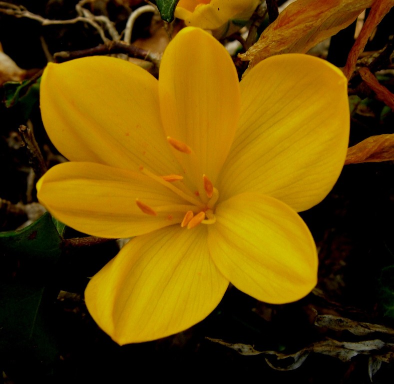 Sternbergia lutea (3).jpg