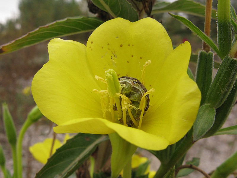 Oenothera latipetala (34459)