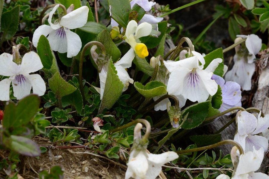 Viola thomasiana (345251)