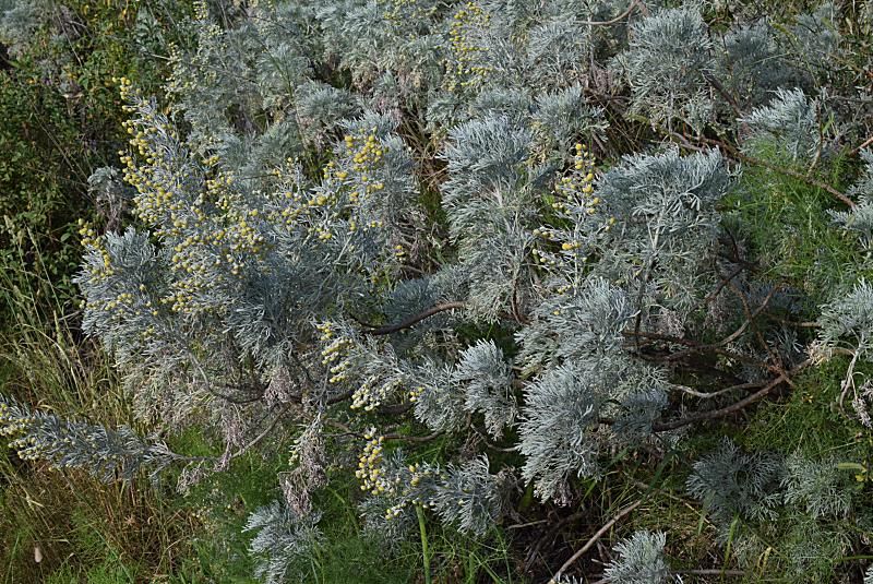 Artemisia arborescens (Vaill.) L. {F 548}