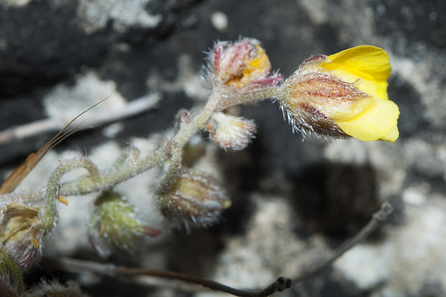 Helianthemum oelandicum allionii6517 monte corrasi mag 2015.jpg
