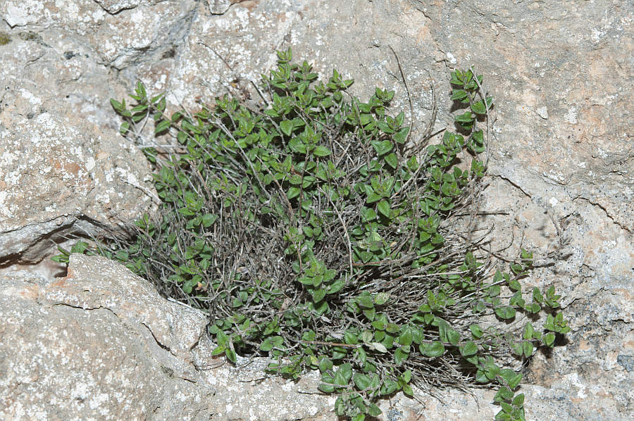 Thymus herba-barona6657 monte corrasi mag 2015.jpg