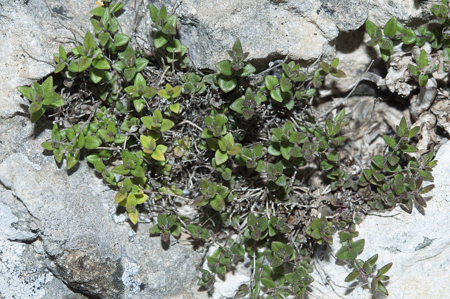 Thymus herba-barona6627 monte corrasi mag 2015.jpg