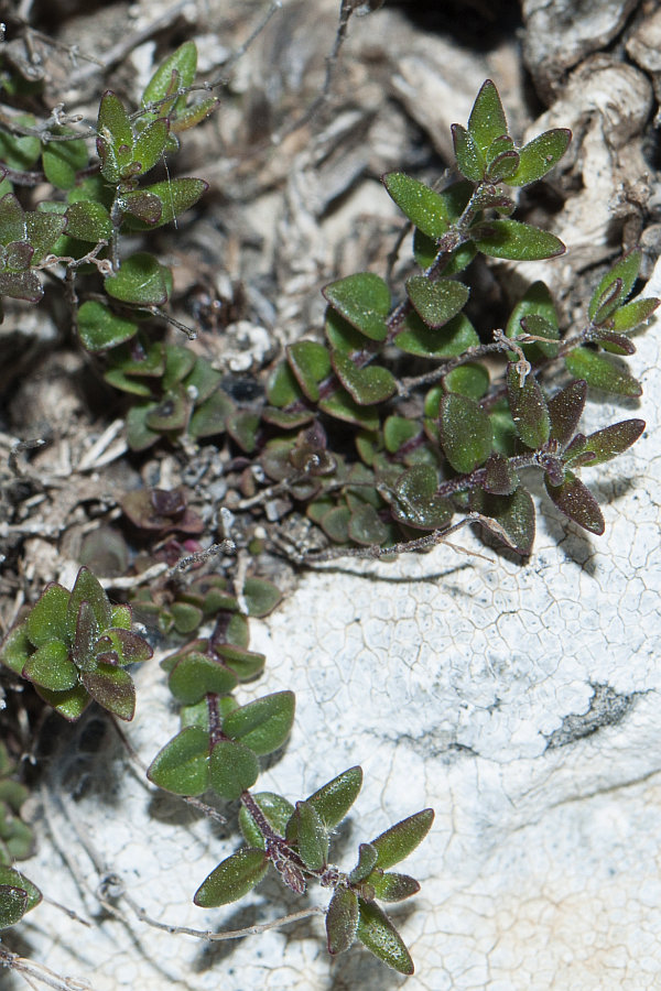 Thymus herba-barona6626 monte corrasi mag 2015.jpg