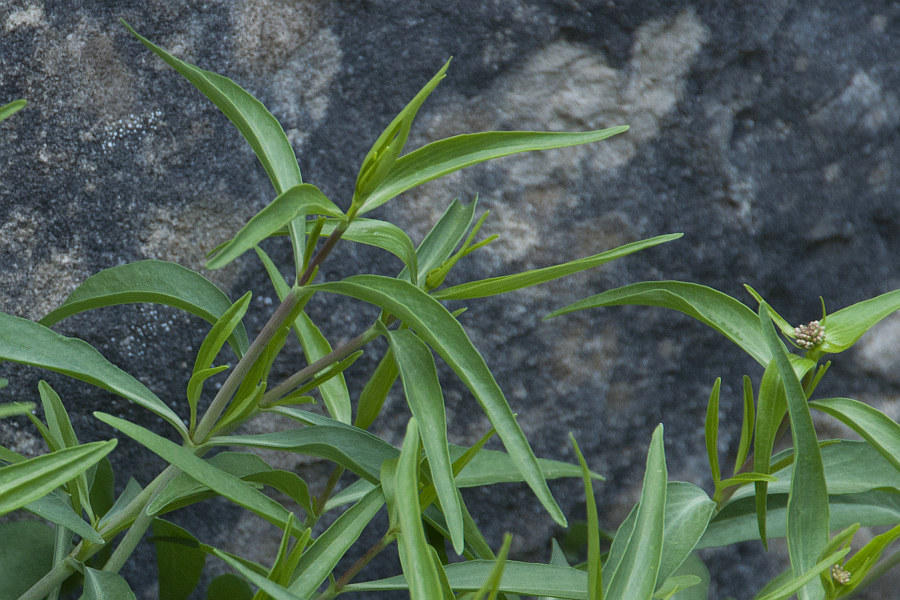 <i>Centranthus amazonum</i> Fridl. & A. Raynal