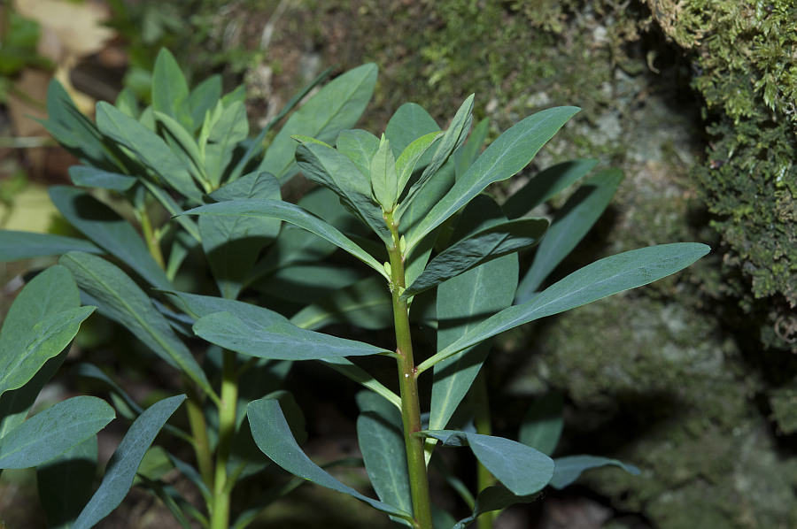 Euphorbia amygdaloides semiperfoliata6562 monte corrasi mag 2015.jpg