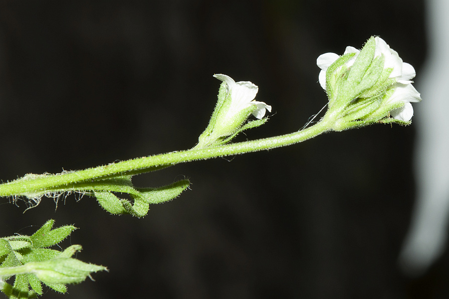 Saxifraga pedemontana cervicornis6563 monte corrasi mag 2015.jpg
