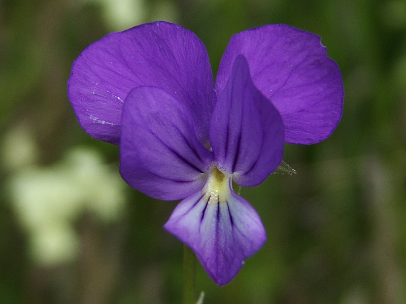 Viola cassinensis (356928)