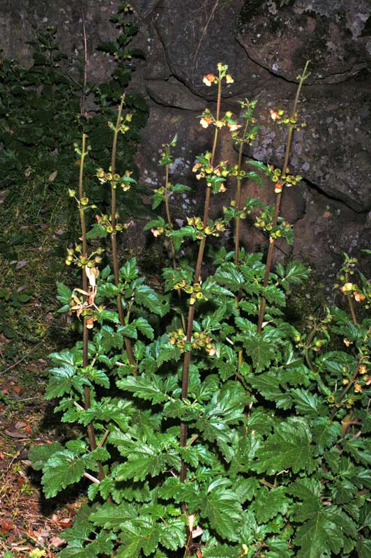Scrophularia%20trifoliata%20(1).jpg