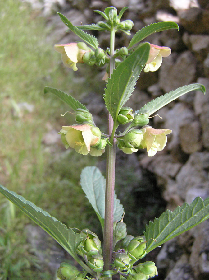 Scrophularia_trifoliata.JPG
