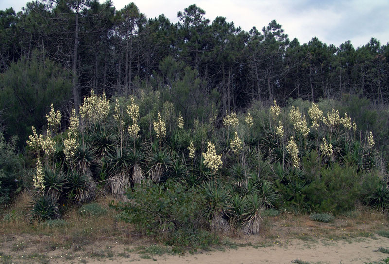 <i>Yucca gloriosa</i> L.