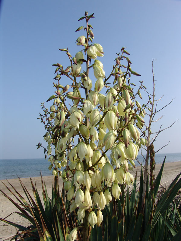 <i>Yucca gloriosa</i> L.