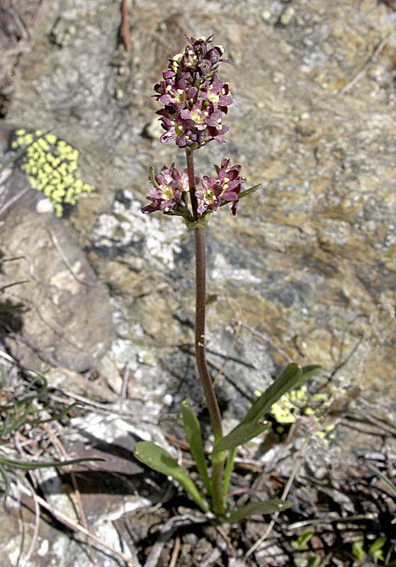 <i>Valeriana celtica</i> L. subsp. <i>celtica</i>