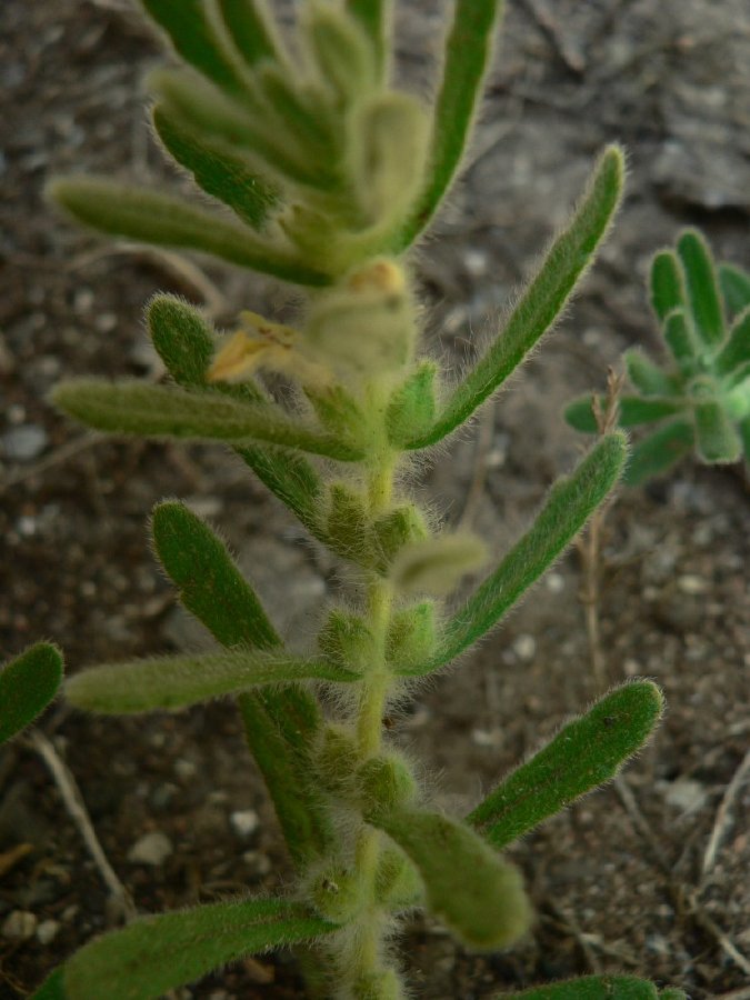 <i>Ajuga iva</i> (L.) Schreb. subsp. <i>pseudoiva</i> (DC.) Briq.