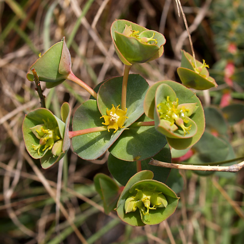 Euphorbia barrelieri (367366)
