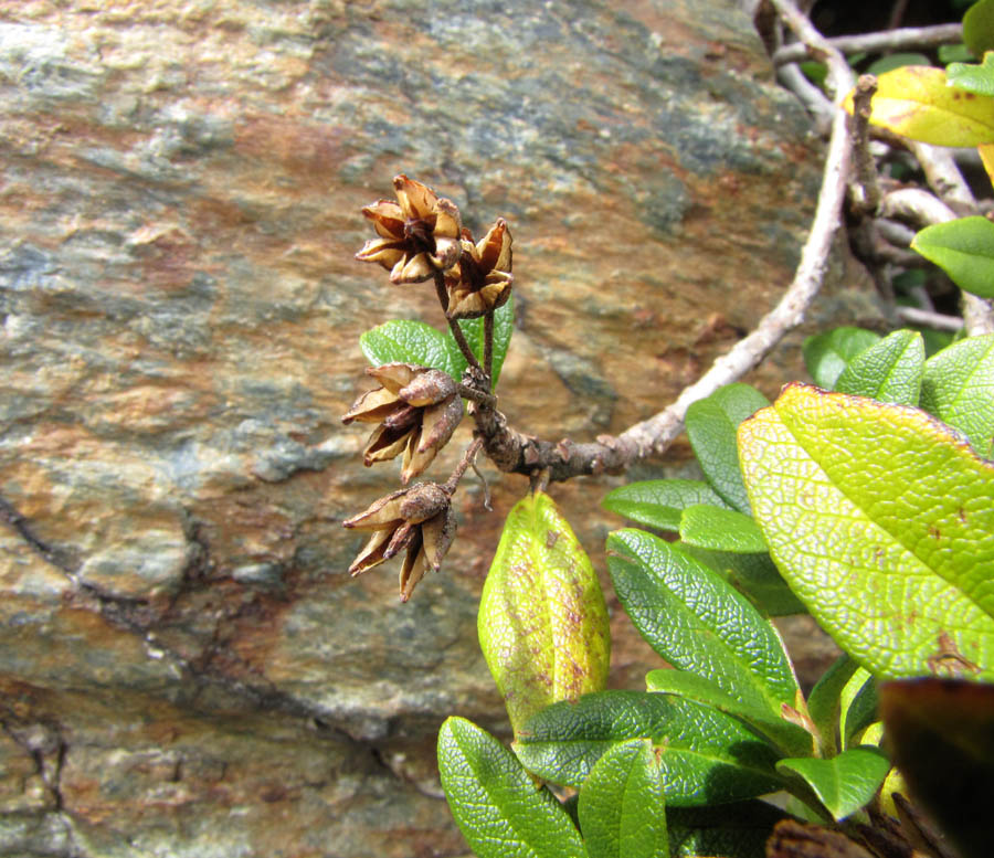 Rhododendron_ferrugineum_1.jpg