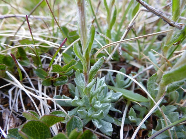Antennaria alpina (L.) Gaertn. (c).jpg