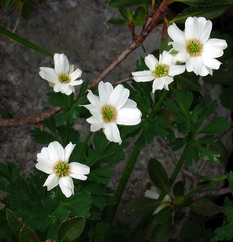 Callianthemum%20coriandrifolium%20Rchb_%20(1).jpg