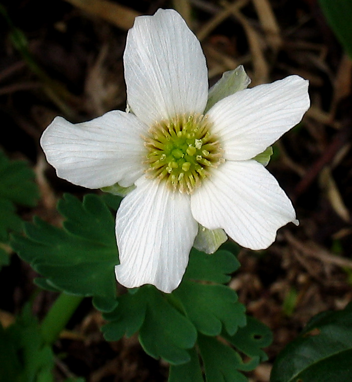 Callianthemum%20coriandrifolium%20Rchb_%20(4).jpg