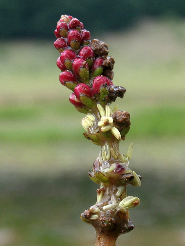 Myriophyllum spicatum (375472)