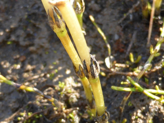 Equisetum variegatum Schleich. ex F. Weber & D. Mohr (c).jpg