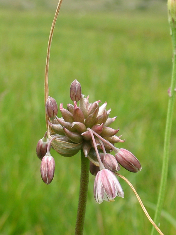 Allium oleraceum (376432)