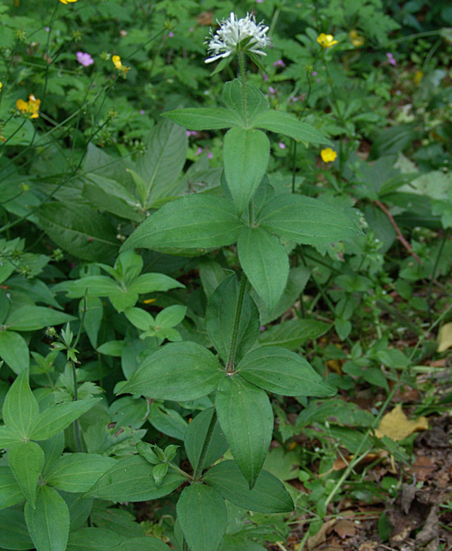 Asperula-taurina-L.-subsp.jpg