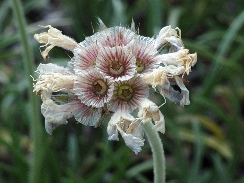 Lomelosia-graminifolia8_2298.jpg