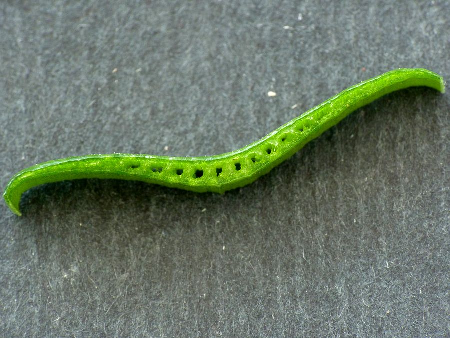 Sternbergia lutea (3).jpg