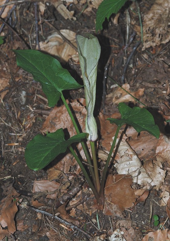 Arum cylindraceum Gasp. 2.jpg